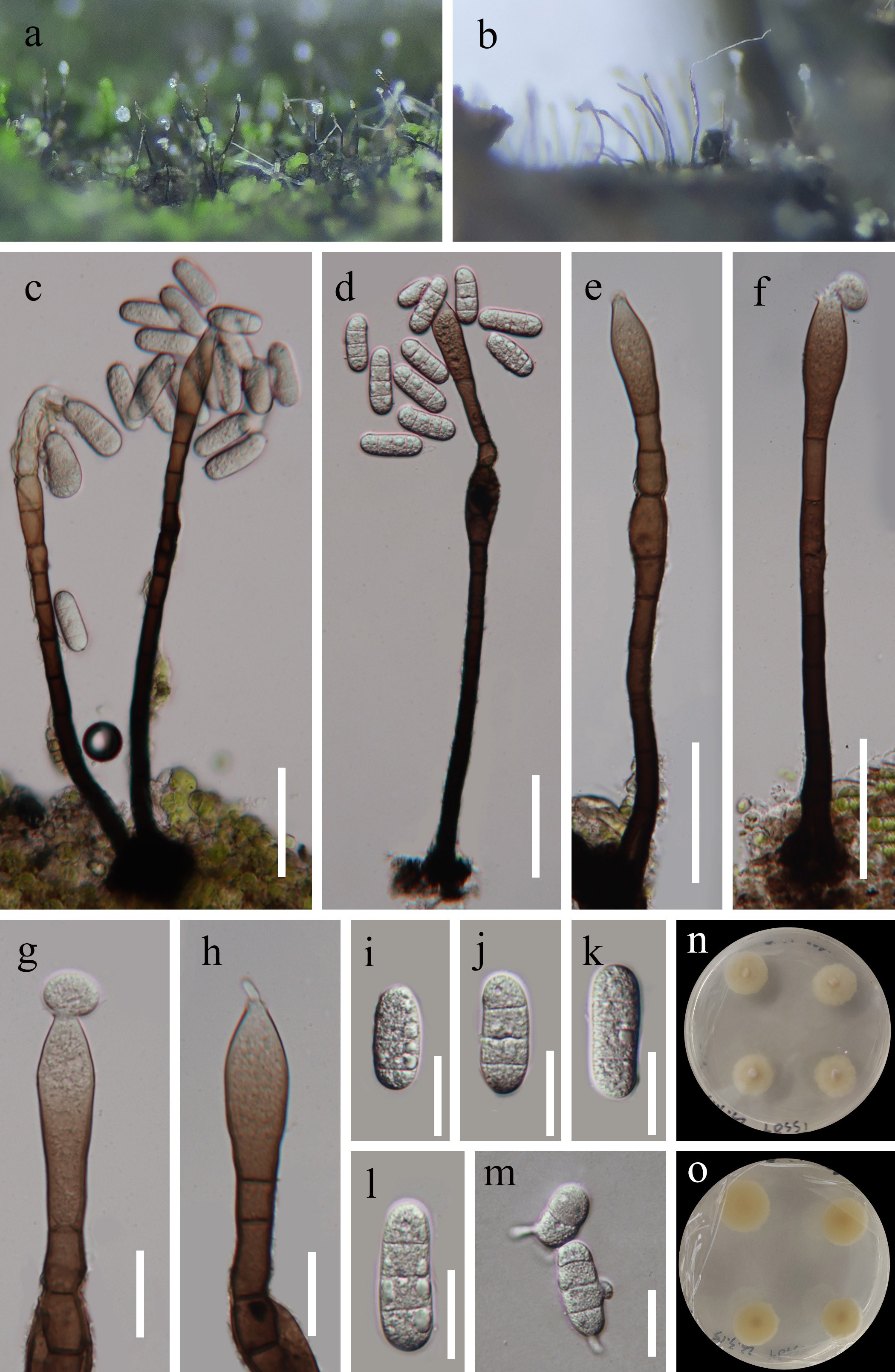Figure 44